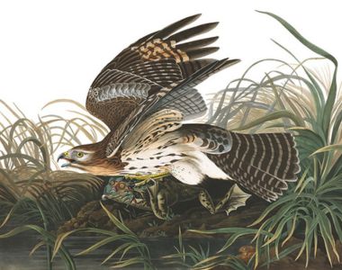 Image from Birds of America exhibit. 