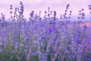 Close up of lavender. Courtesy of Getty Images.