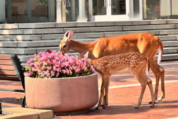 Photo of an adult and baby deer eating flowers outside the Mandel School