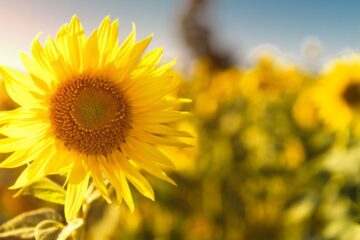 Closeup of sunflower in a sunflower field. Courtesy of Getty Images