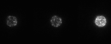 rare earth molecules under a microscope