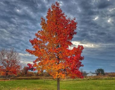 Photo of tree changing colors in autumn