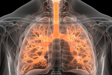 3D illustration concept of human respiratory system lungs anatomy. Courtesy of Getty Images