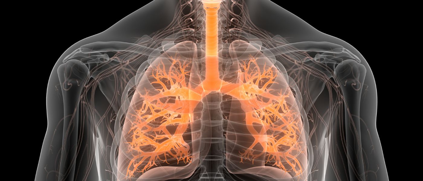 3D illustration concept of human respiratory system lungs anatomy. Courtesy of Getty Images