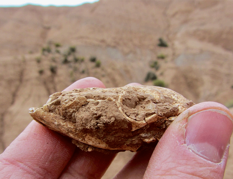 Photo of a hand holding a 2-inch-long fossilized skull with cliffs in background