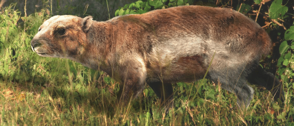 Artist's rendition of what an extinct South American mammal, called hemihegetotherium, might have looked like